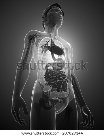 Illustration of male x-ray digestive system artwork