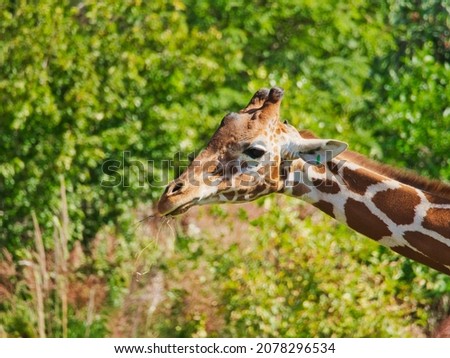 A headshot of a cute giraffe in Omaha's Henry Doorly Zoo and Aquarium in Omaha Nebraska