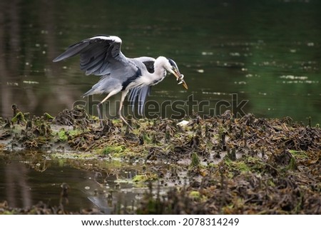 A grey heron wrestling with the catch of the day