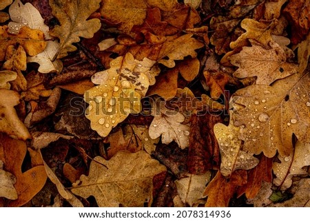 Drops of Water on Dry Leaves in the Forest
