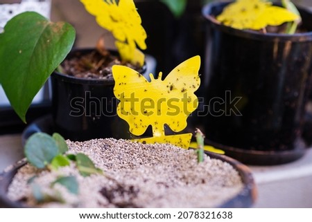 fungus gnat trap, yellow sticky butterfly shape Royalty-Free Stock Photo #2078321638