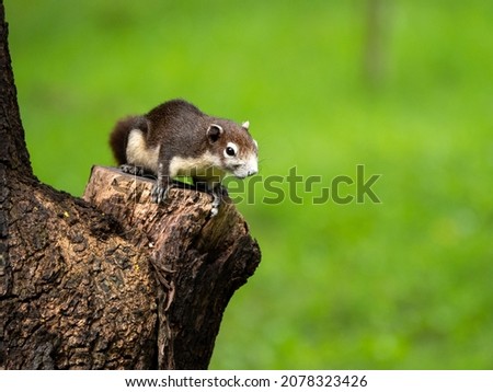 Close up of squirrel over the tree in the park with nature blur background