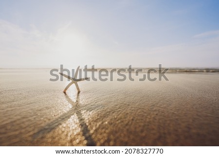 Beach sunset and starfish, soft yellow-blue sunlight with beautiful sun reflections on golden sand, copy space for text