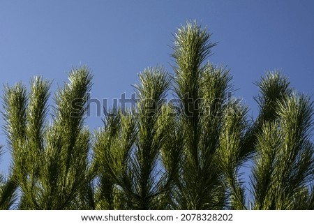 A closeup shot of pine tree branches on the background of a blue sky