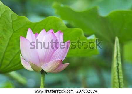 Summer blooming lotus.