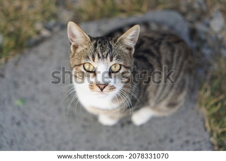 Closeup photo of a cat