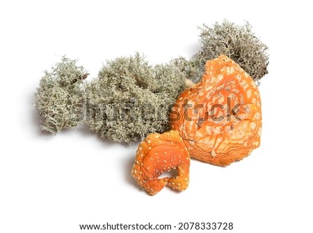 Dried Amanita muscaria, commonly known as the fly agaric or fly amanita. Isolated on white background.