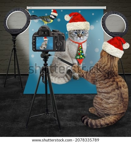 A beige cat in a Santa Claus hat photographer takes pictures an ashen cat in the photo studio for Christmas.