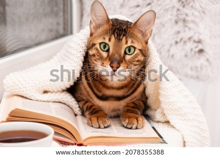 Beautiful,adorable, bengal cat on window sill under knitted plaid read book,in cozy home modern interior,by cup of tea.Creative photo of cold pet,animal in winter.Education,development.Selective focus