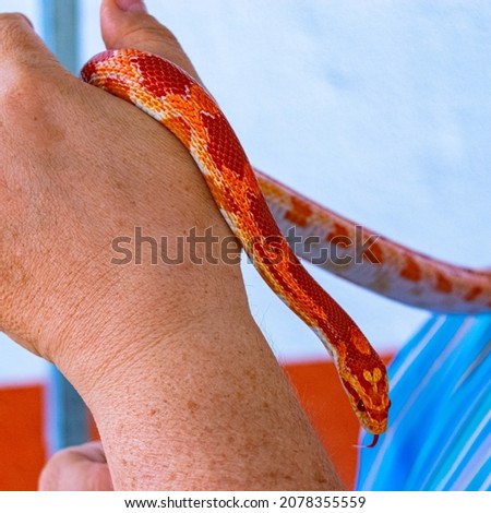 Veterinary professional handling a non-venomous snake known as the Corn Snake during a class