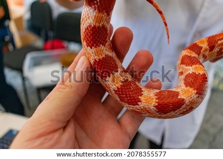 Veterinary professional handling a non-venomous snake known as the Corn Snake during a class