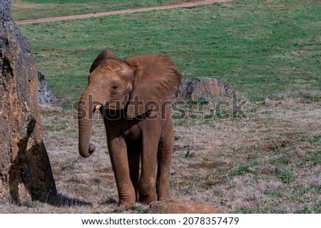 Elephantidae - Elephants or elephants are a family of placental mammals in the order Proboscidea. Royalty-Free Stock Photo #2078357479
