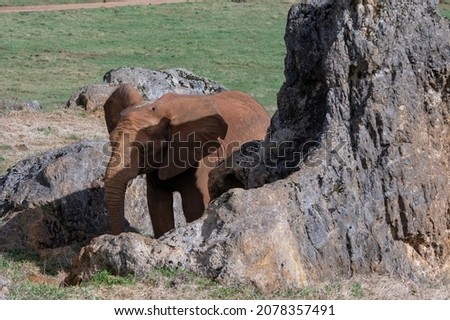 Elephantidae - Elephants or elephants are a family of placental mammals in the order Proboscidea. Royalty-Free Stock Photo #2078357491