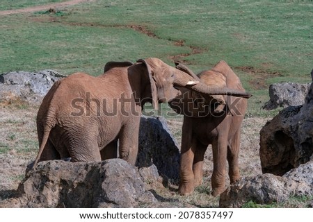 Elephantidae - Elephants or elephants are a family of placental mammals in the order Proboscidea. Royalty-Free Stock Photo #2078357497