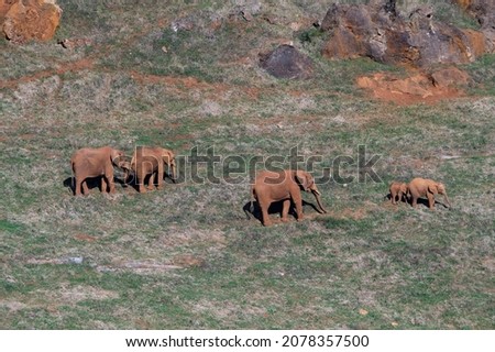 Elephantidae - Elephants or elephants are a family of placental mammals in the order Proboscidea. Royalty-Free Stock Photo #2078357500