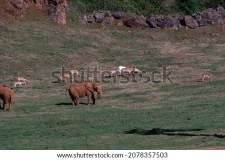 Elephantidae - Elephants or elephants are a family of placental mammals in the order Proboscidea. Royalty-Free Stock Photo #2078357503