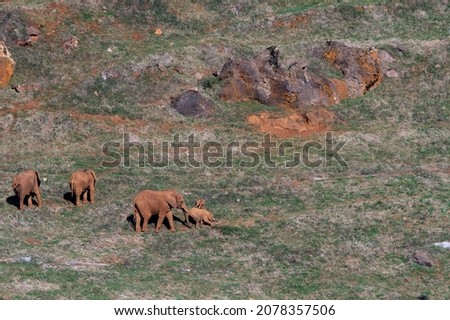 Elephantidae - Elephants or elephants are a family of placental mammals in the order Proboscidea. Royalty-Free Stock Photo #2078357506