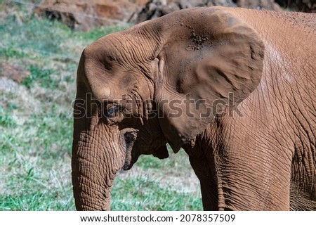 Elephantidae - Elephants or elephants are a family of placental mammals in the order Proboscidea. Royalty-Free Stock Photo #2078357509