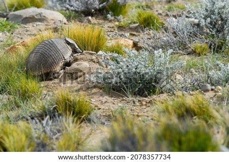 The piche, also called pichi, Patagonian piche, quirquincho or Patagonian armadillo, is a species of cingulate mammal of the Chlamyphoridae family