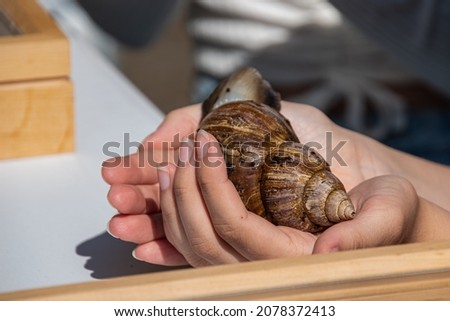 The girl gently holds a big clam in her hands.