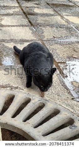 Picture of a Persian black cat next to a tree in Shiraz Park eating