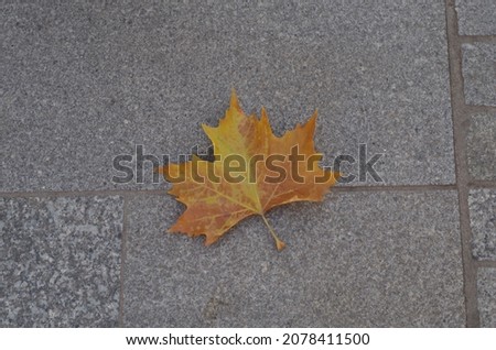 Maple Leaf on the Pavement