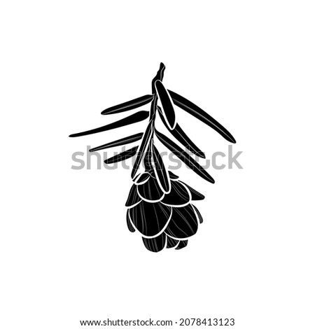 Black silhouette of larch branch with cone on white background. Graphic drawing. Vector illustration. Royalty-Free Stock Photo #2078413123
