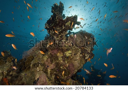 coral, sun ocean and fish