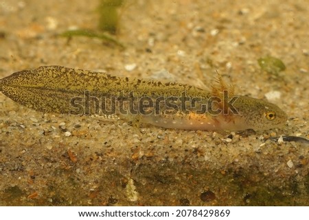 Detailed closeup of a larvae of the Alpine newt, Ichthyosaura alpestris underwater