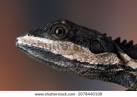 Temporalis lizard closeup on branch, temporalis lizard or water dragon, temporalis lizard closeup head