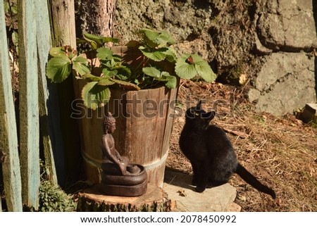 A black cat observing a butterfly sitting on the strawberry plant leave. 