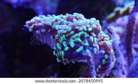 the dance of corals in the aquarium