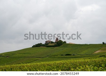 View on green pinot noir grand cru vineyards of famous champagne houses in Montagne de Reims near Verzenay, Champagne, wine making in France