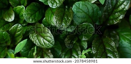 Top view of the green glossy leafs.Good for overlay text.Beautiful bootany background.