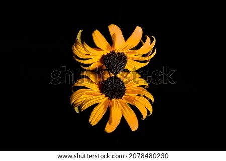 A Closeup of a yellow sunflower and a reflection isolated on a black background