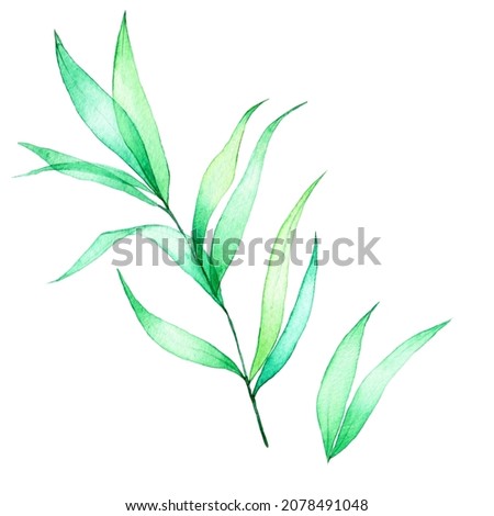 watercolor drawing. set of transparent tropical leaves. green transparent leaves isolated on white background. clipart