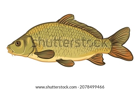 Carp fish, isolated on a white background. Color vector illustration of a fish. Royalty-Free Stock Photo #2078499466