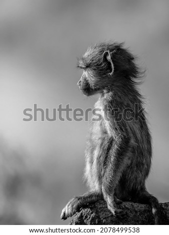 A black and white portrait of a beautiful Arunachal macaque with blurred background, side-view
