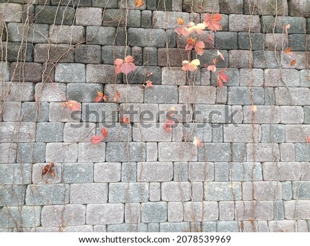 A picture of ivy with red leaves in the fall. Vintage and rural wall background.