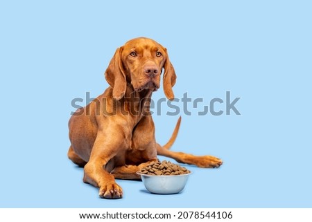 Dog food studio shot. Vizsla dog with bowl full of kibble isolated over pastel blue background. Dry pet food concept. Royalty-Free Stock Photo #2078544106