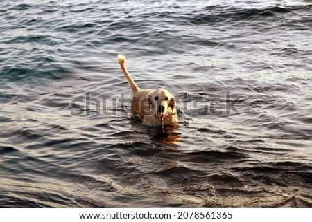 dog swims in the sea, sunset
