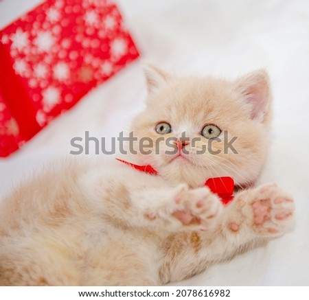 cute christmas kitten on isolated white background