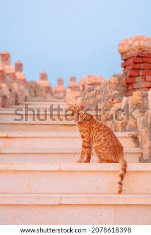 Red-haired not purebred cat sits on rungs of stairs. Ginger cat on street on summer morning. Vertical photo. Toning in Calming Coral color. Trendy creative design in color of 2022. High quality photo