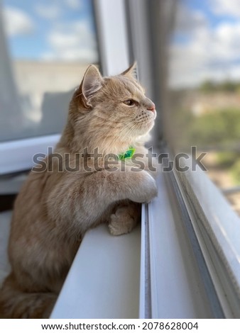 Ginger domestic cat charmingly looks out the open window