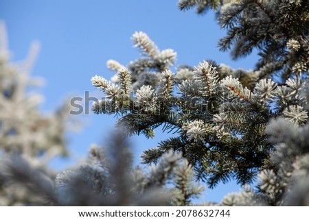 Beautiful Winter coniferous forest with trees covered frost and snow close up. Nature Winter background with snowy pine tree branches.Winter christmas Wallpaper or Web banner