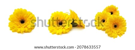 Stack colorful Gerber flowers  isolated on white