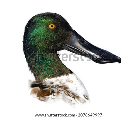 male northern shoveler drake - Spatula clypeata - with green iridescent head, orange eye, wide black bill,  in great detail, showing lamellae on Bill, isolated cutout on white background Royalty-Free Stock Photo #2078649997
