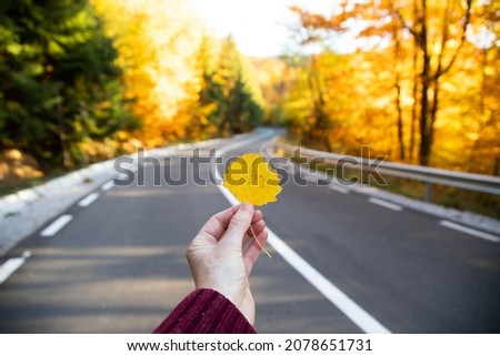 Hand holds yellow leaf on the background of autumn curvy road