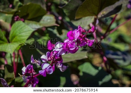 A closeup shot of western redbud flowering plant in the garden Royalty-Free Stock Photo #2078675914