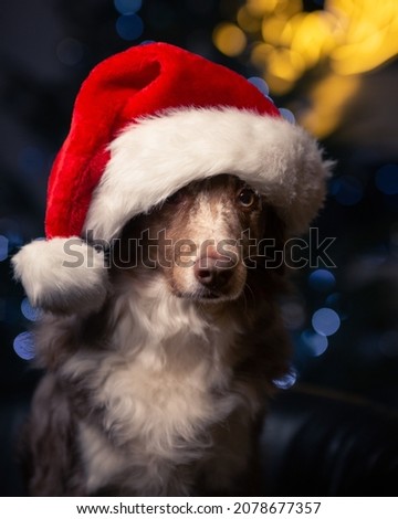 A closeup shot of an Australian Shepherd with a Santa hat on its head